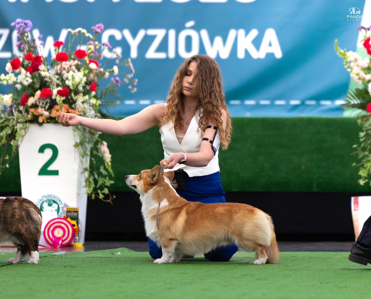 Rzeszów - XL Krajowa Wystawa Psów Rasowych, 23.05.2026